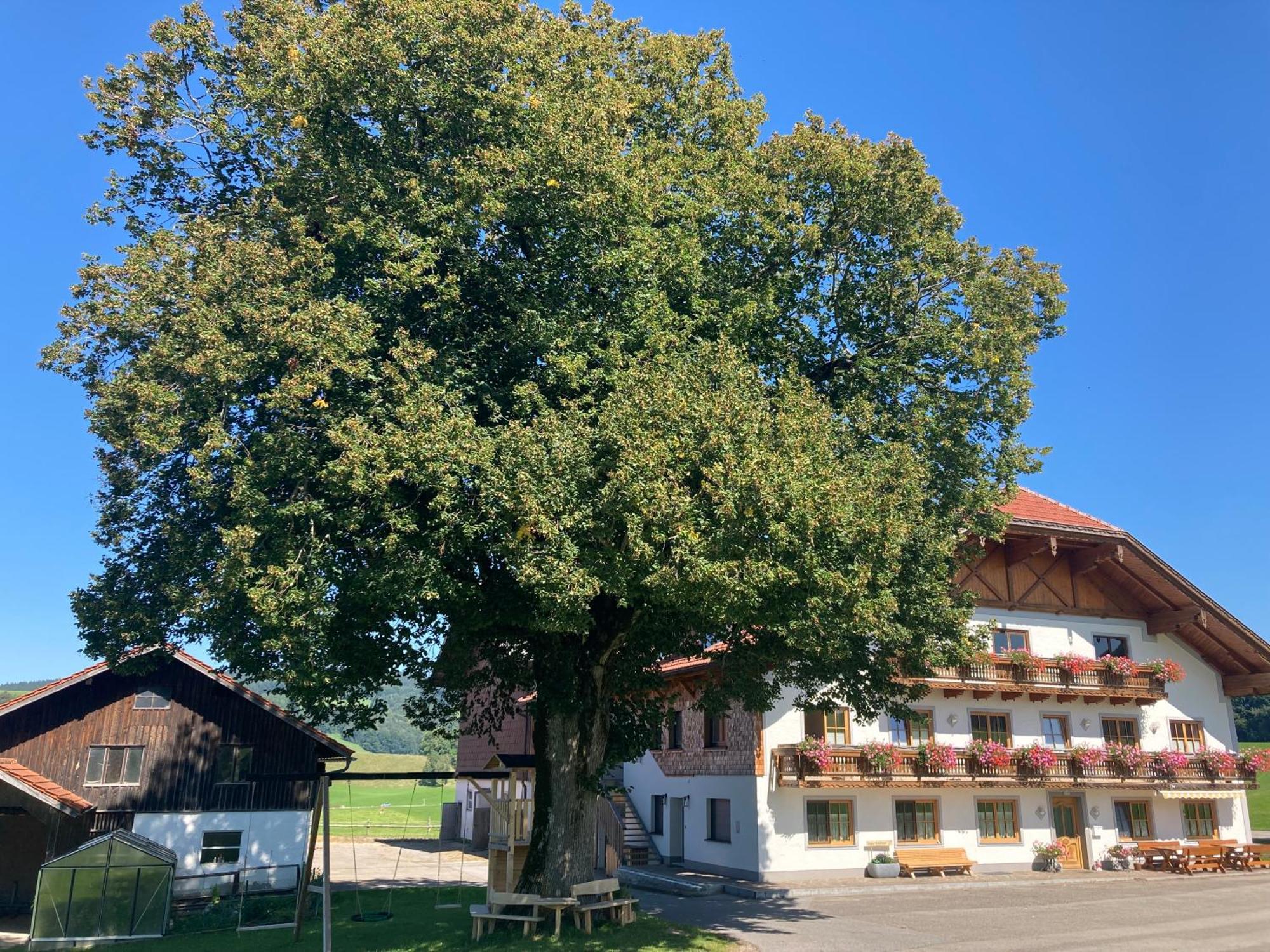 Апартаменти Biohof-Feichtinger Целль-ам-Мос Екстер'єр фото